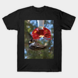 Acorn Woodpecker Raiding A Hummingbird Feeder T-Shirt